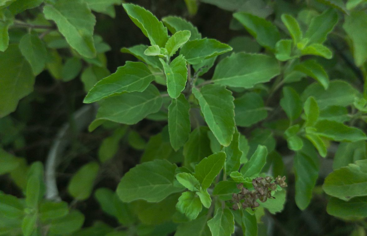 Tulsi: The Divine Herb of Wellness and Vitality